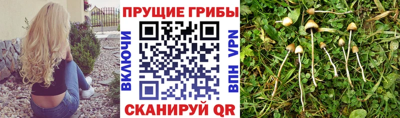 Купить где  Тюмень  Псилоцибиновые грибы ЛСД 